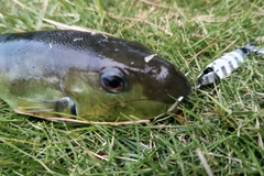 フグの釣果