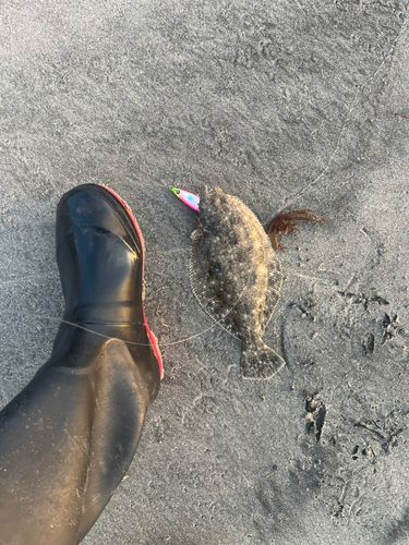 ヒラメの釣果
