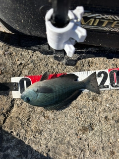 クロの釣果