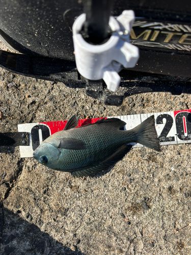 クロの釣果
