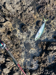 フクラギの釣果