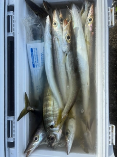 カマスの釣果