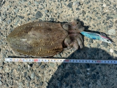 モンゴウイカの釣果