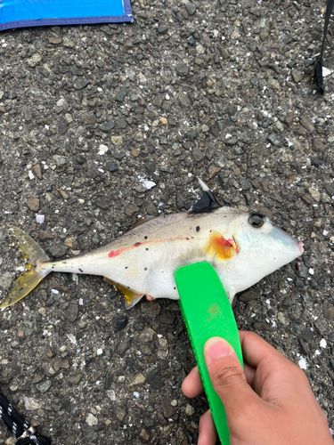 アナゴの釣果