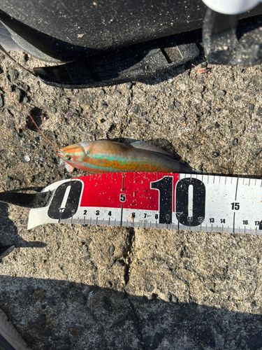 ベラの釣果