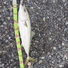 ブリの釣果