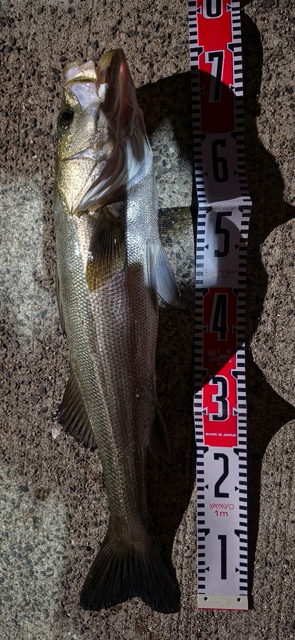 SHIMANO 23セフィア SS S86MHの最安値・インプレ・釣果 | 本音の口コミ