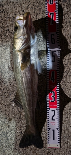 シーバスの釣果