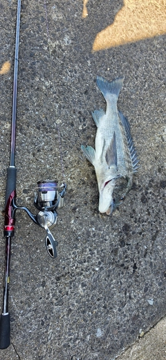 チヌの釣果