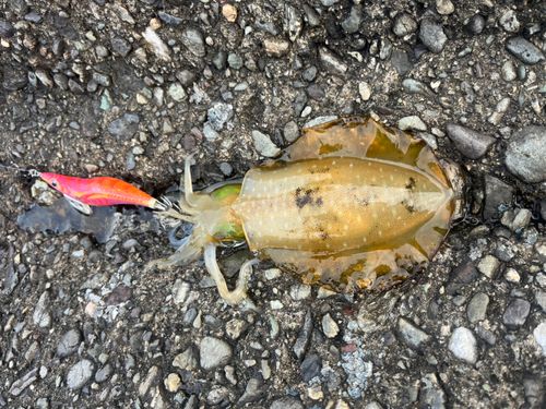 アオリイカの釣果
