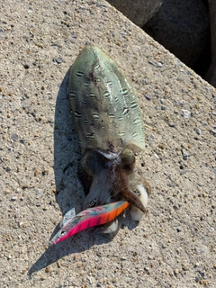 コウイカの釣果