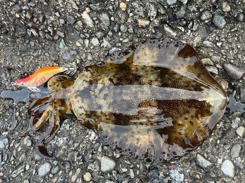 アオリイカの釣果