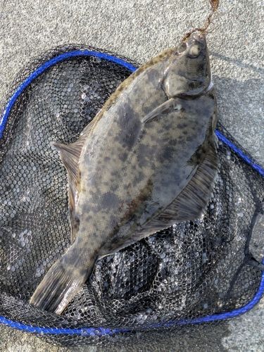 カレイの釣果