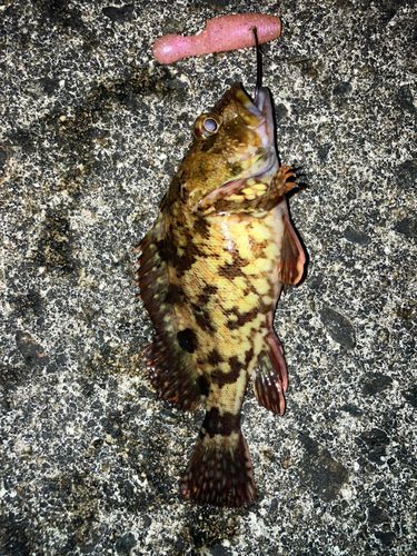 タケノコメバルの釣果