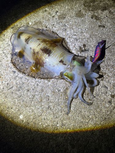 アオリイカの釣果