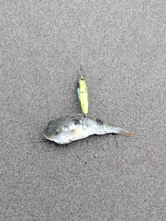 フグの釣果