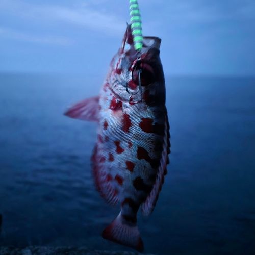 ゴマヒレキントキの釣果