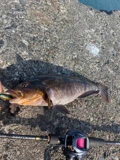 アブラコの釣果