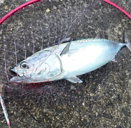 ヒラソウダの釣果