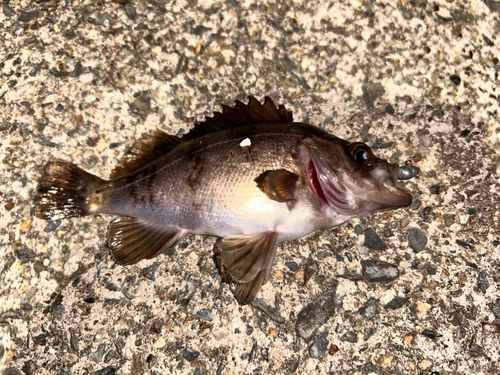 メバルの釣果