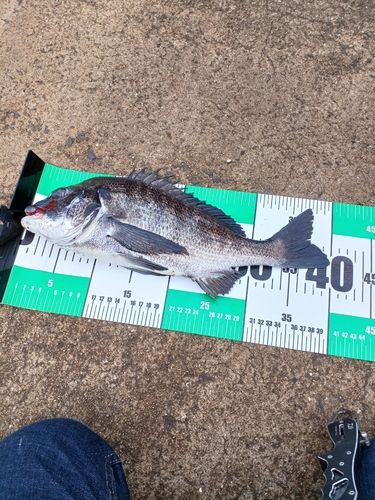 チヌの釣果