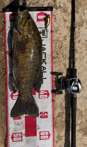 スモールマウスバスの釣果
