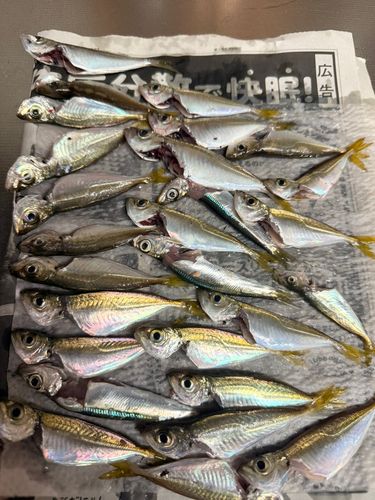 アジの釣果