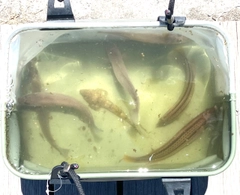 シロギスの釣果