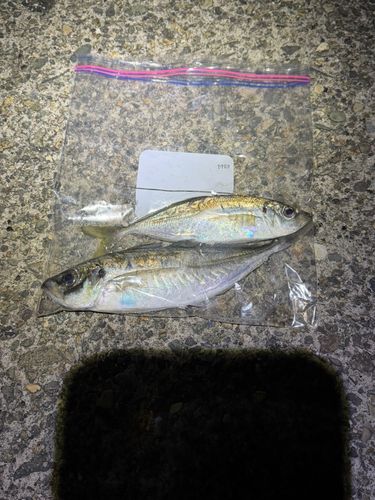 アジの釣果