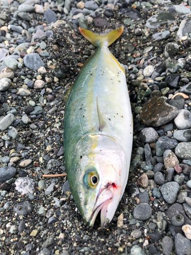 ワカシの釣果