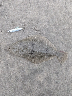 ソゲの釣果