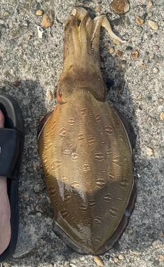 コウイカの釣果