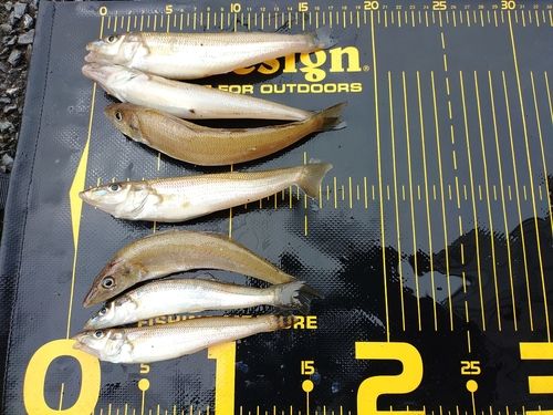 シロギスの釣果