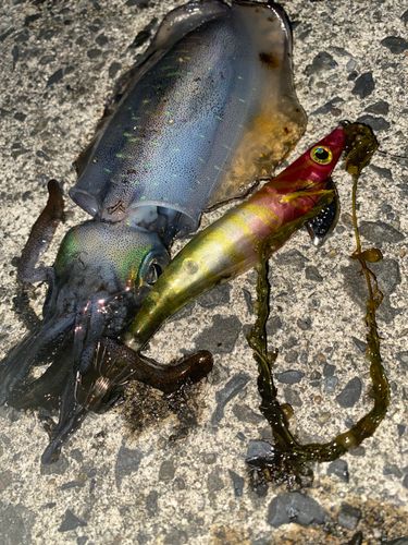 アオリイカの釣果