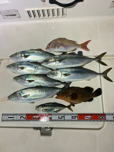 ハマチの釣果