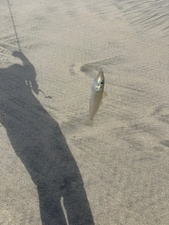 キスの釣果