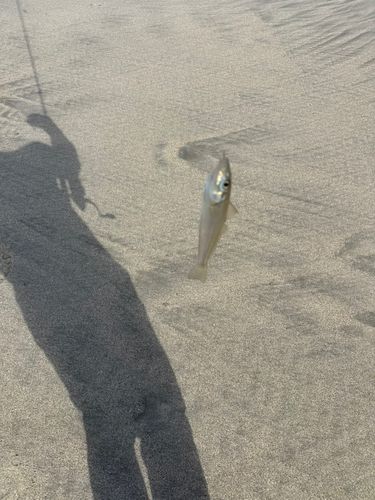 キスの釣果