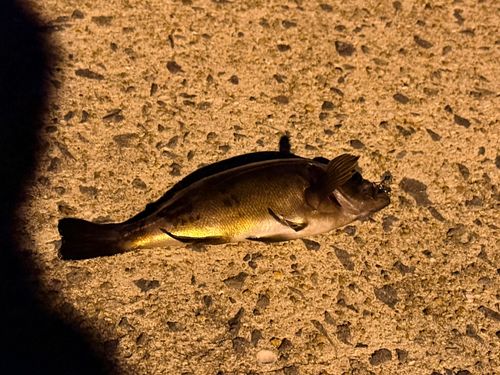 クロメバルの釣果
