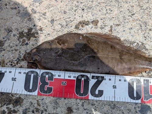 マガレイの釣果