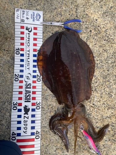 アオリイカの釣果