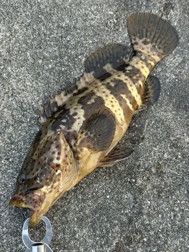チャイロマルハタの釣果