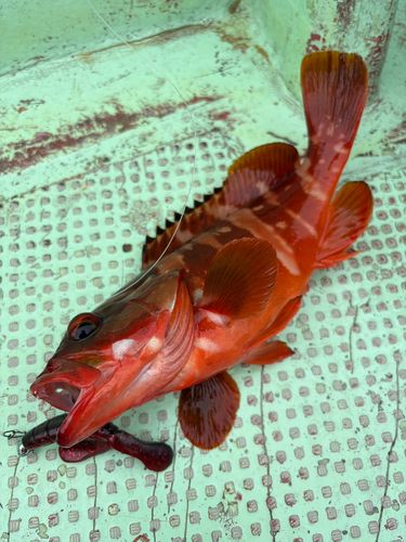 アカハタの釣果