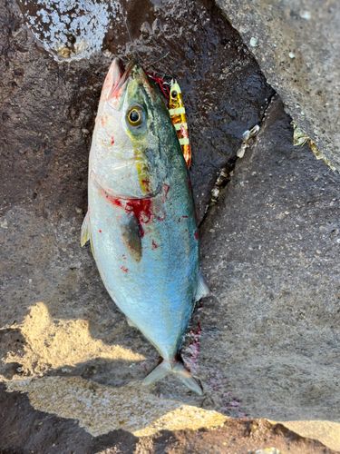 ハマチの釣果