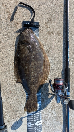 ヒラメの釣果