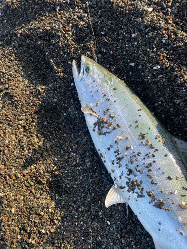 サクラマスの釣果
