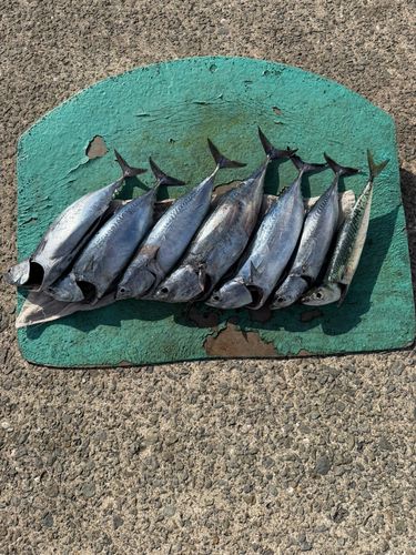 カツオの釣果