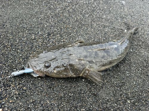 マゴチの釣果