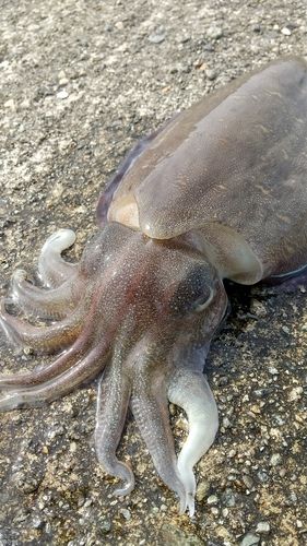 モンゴウイカの釣果