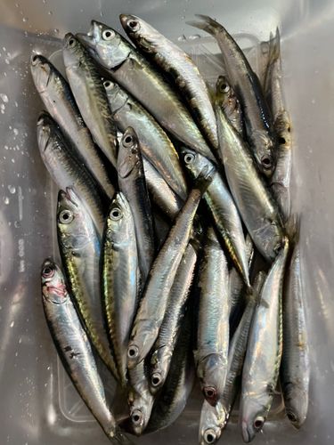 イワシの釣果