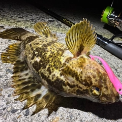 タケノコメバルの釣果